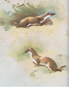 イタチ、パブ。ブッククラブアソシエイツ、1972年 作： Archibald Thorburn